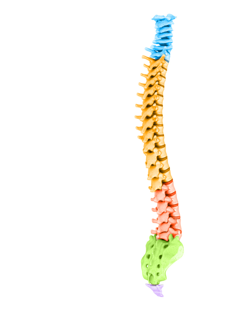 Spine Education